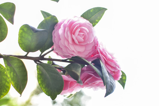 茶花