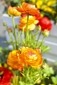 花毛茛