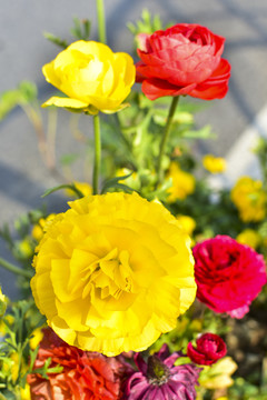 花毛茛