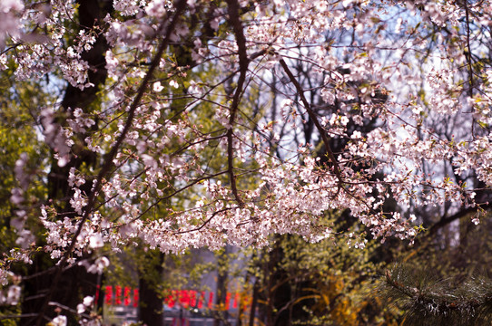 樱花