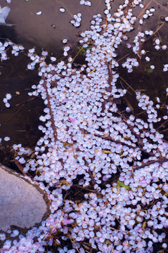 玉渊潭樱花