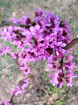 紫金花 繁花似锦
