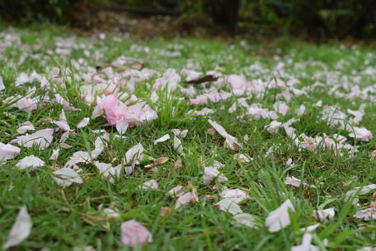 落英缤纷樱花