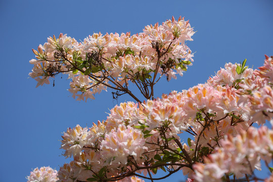 粉红色杜鹃花