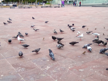 鸽子广场