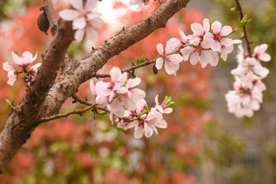 桃花