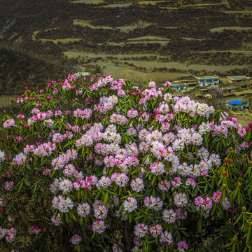 高山杜鹃花