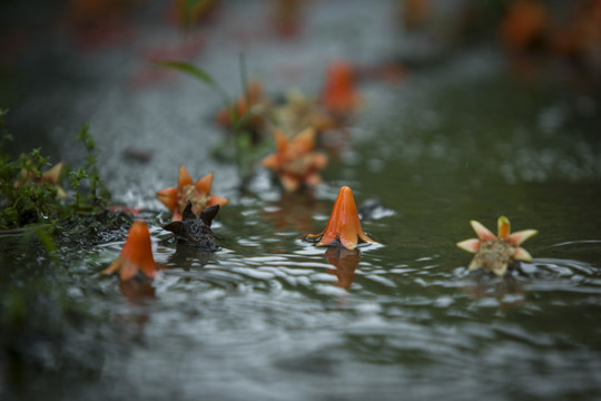 石榴花