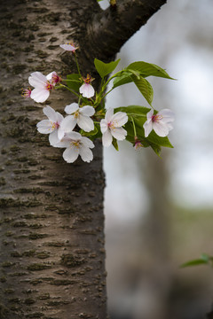 樱花