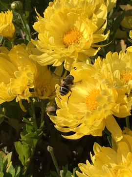 黄菊花蜜蜂