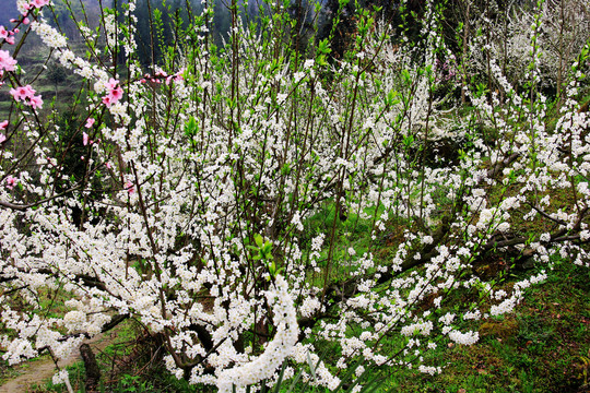 李花树