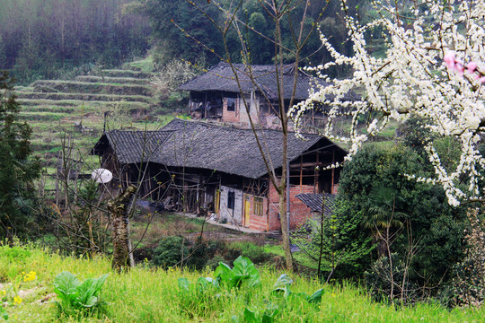 山野农家