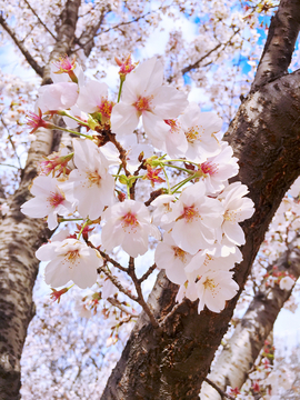 樱花早樱