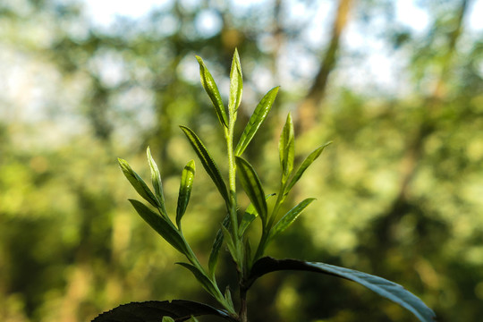 漏卧古树茶