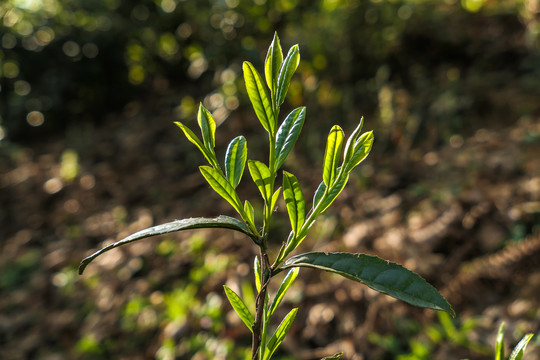 漏卧古树茶