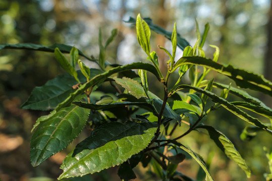 漏卧古树茶