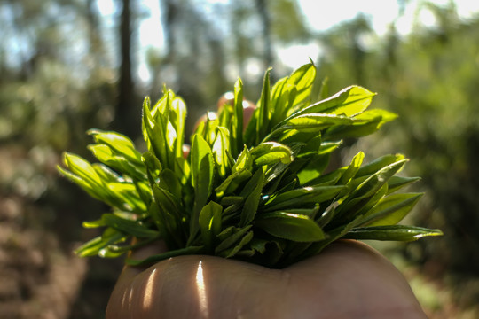 漏卧古树茶