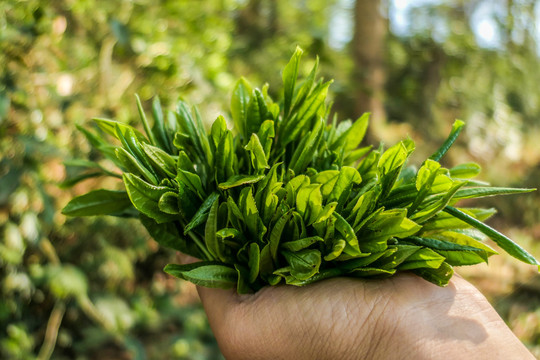 漏卧古树茶