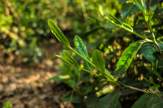 漏卧古树茶