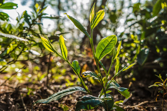 漏卧古树茶