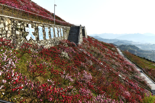 三峡工程观景点桃花