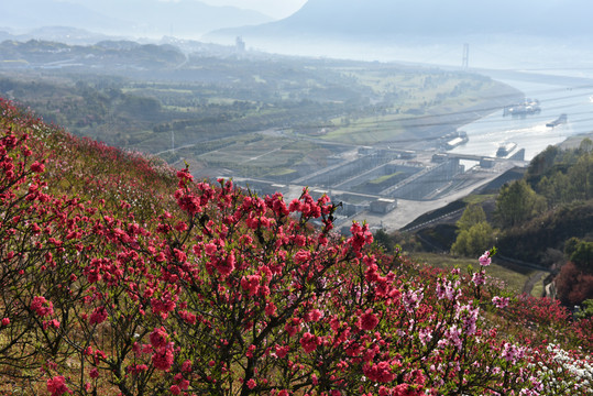三峡工程桃花