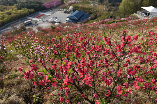 三峡工程桃花