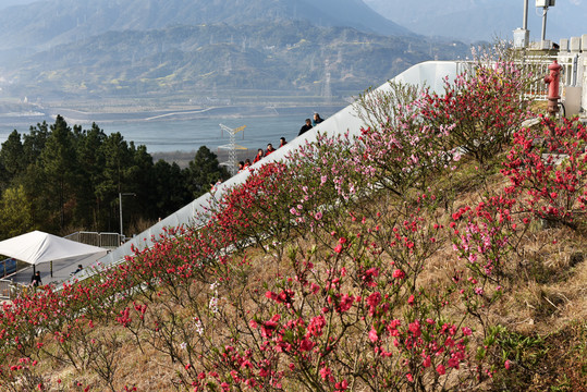 三峡工程桃花