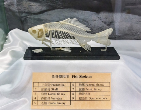 鱼骨骼标本