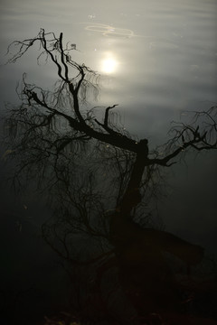 湖水中柳树的倒影