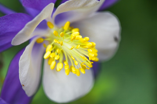 耧斗菜花卉特写