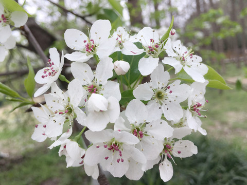 海棠花