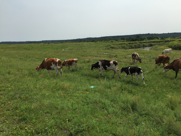 内蒙大草原上的奶牛
