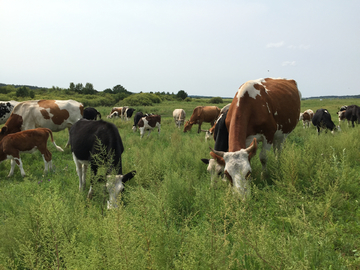内蒙大草原上的奶牛