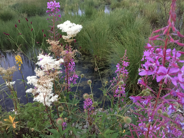 野花盛开的湿地