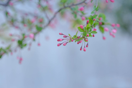 垂丝海棠