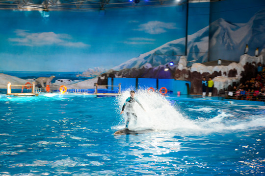 海豚冲浪表演