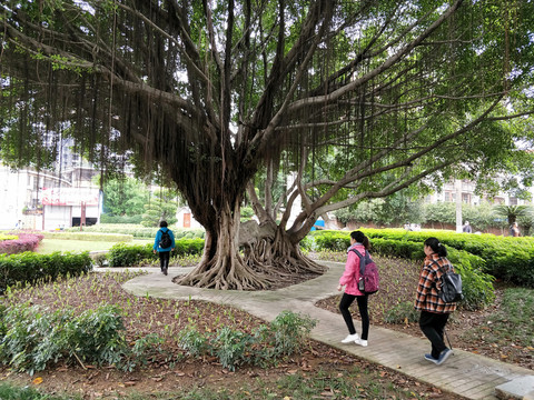 手牵手根连根树