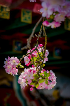 海棠花