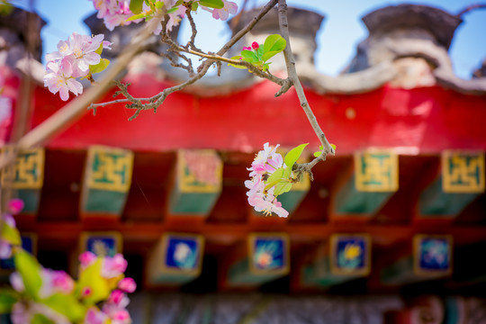 海棠花