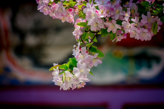 海棠花