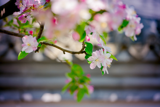 海棠花