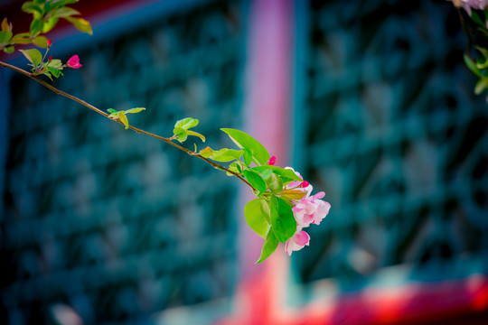 海棠花