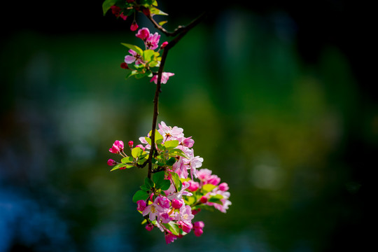 海棠花