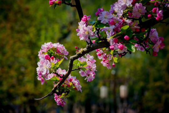 海棠花