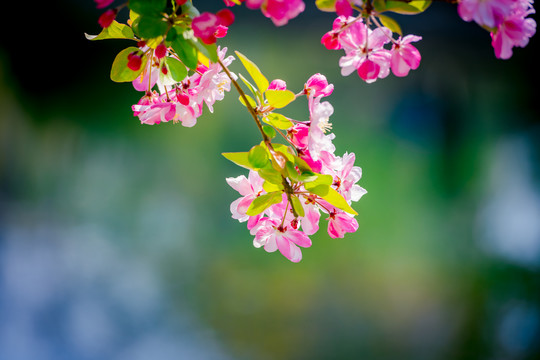 海棠花