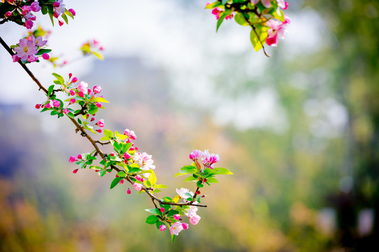 海棠花