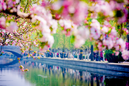 海棠花