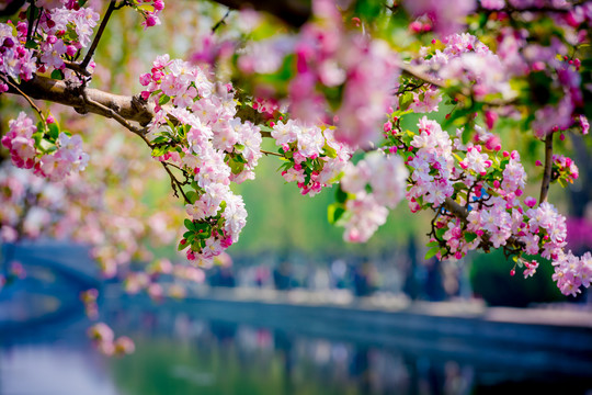 海棠花