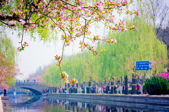 海棠花